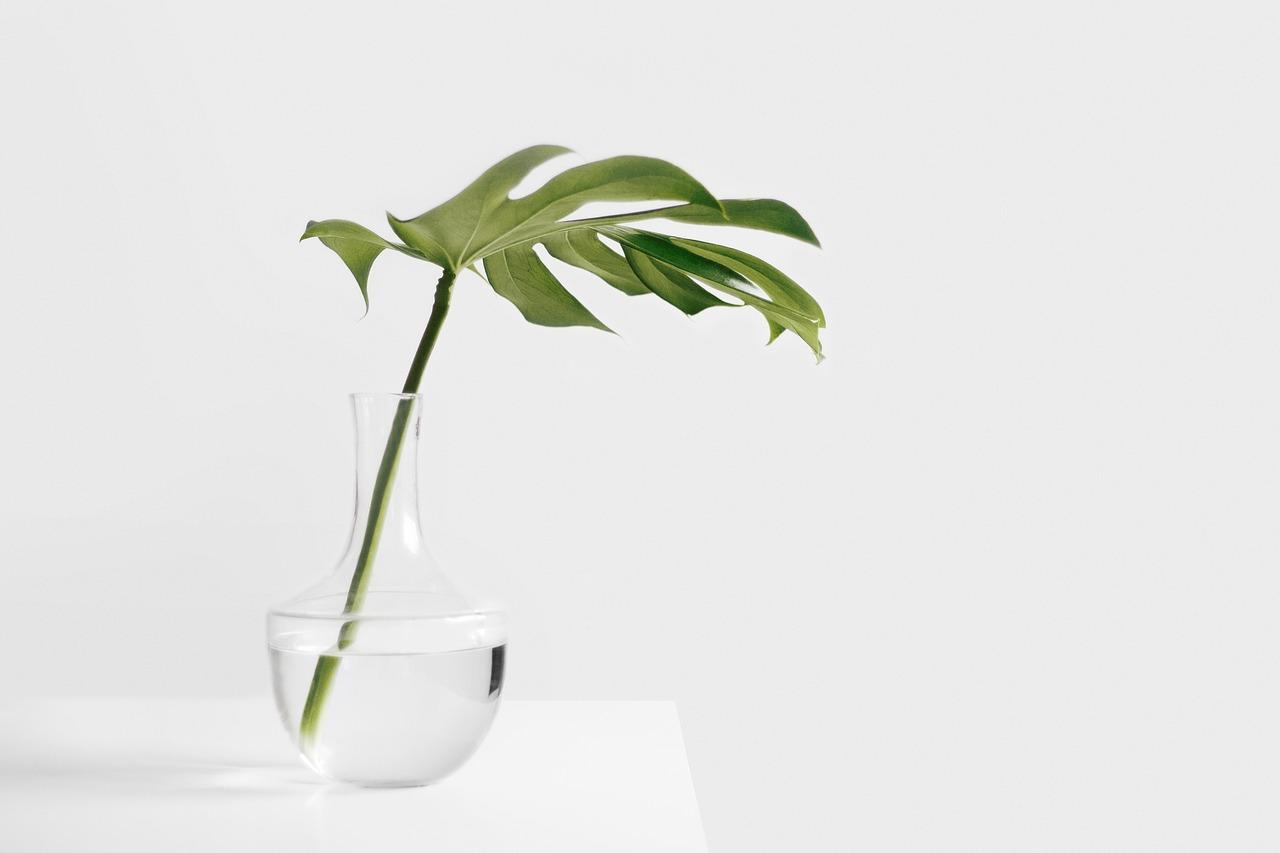 une plante dans un vase en verre sur une table